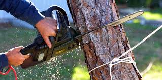 Best Tree Preservation Services  in Longmont, CO