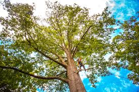 Best Emergency Tree Removal  in Longmont, CO