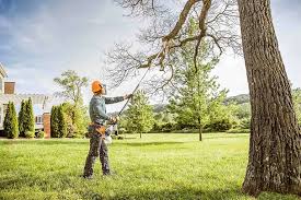 Best Tree Preservation Services  in Longmont, CO