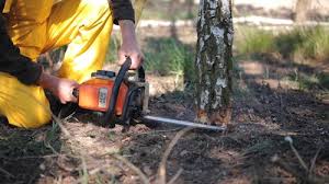 Best Tree Disease Treatment  in Longmont, CO