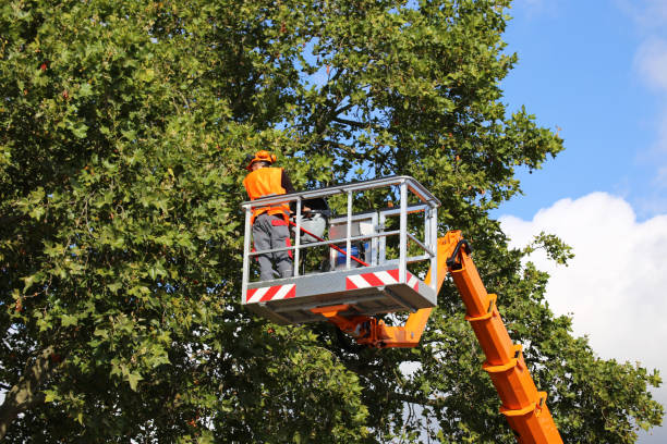 Best Leaf Removal  in Longmont, CO