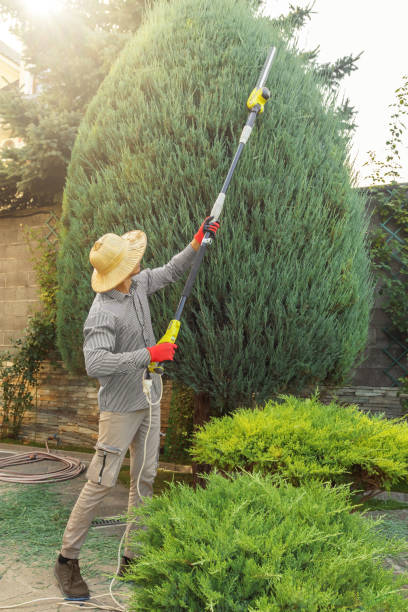 Best Utility Line Clearance  in Longmont, CO